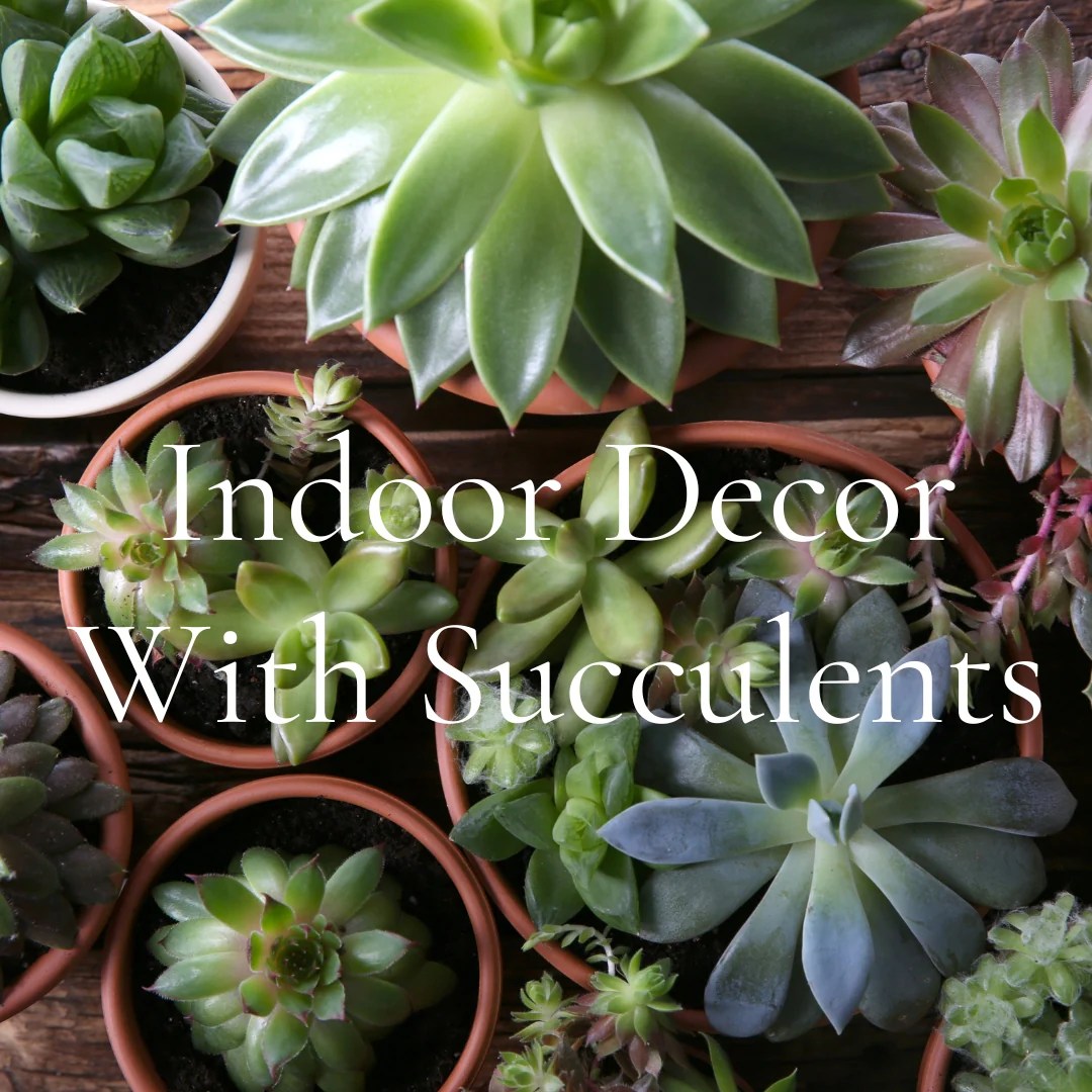 What room decor goes with succulents