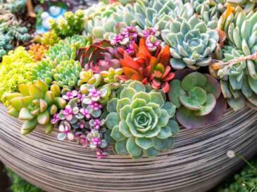 Succulents