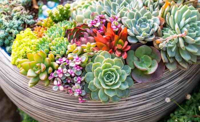 Succulents