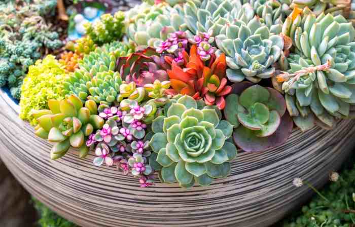 Succulents